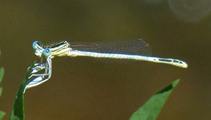 White Featherleg - Platycnemis latipes © John Muddeman
